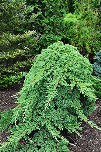 3 Live Gallon Size Dwarf Japanese Garden Juniper C817209