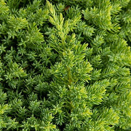 3 Live Gallon Size Dwarf Japanese Garden Juniper C817209