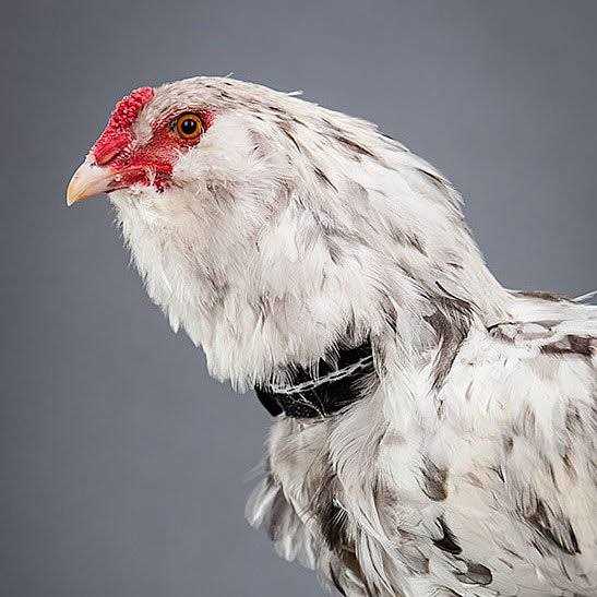 No-Crow Rooster Collar E5384
