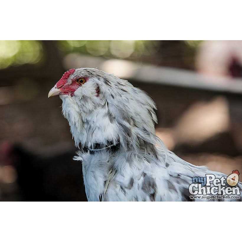 No-Crow Rooster Collar E5384