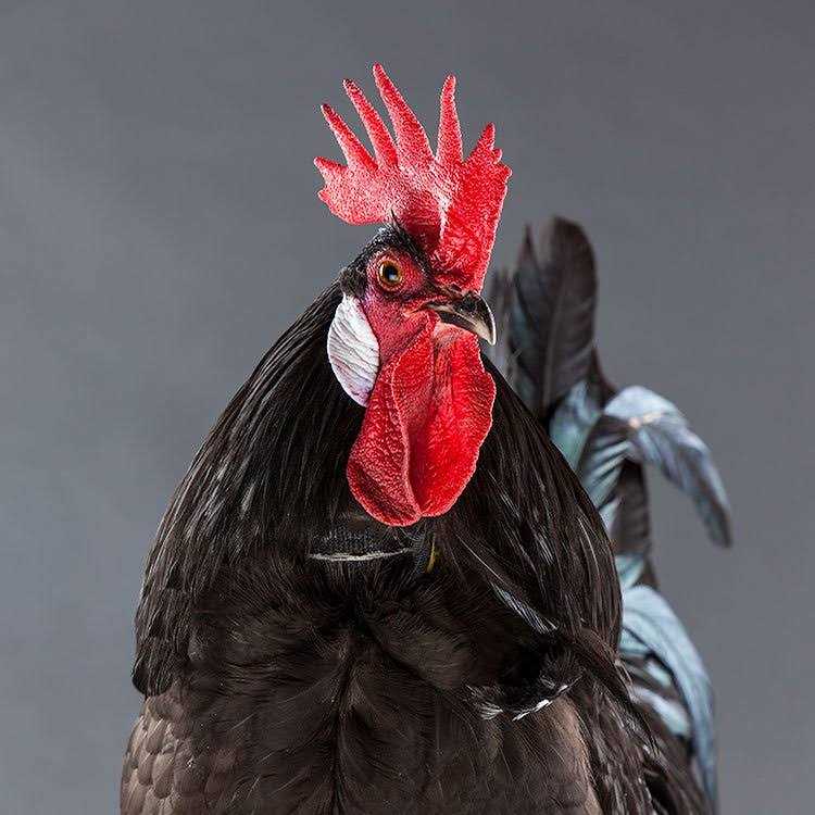 No-Crow Rooster Collar E5384