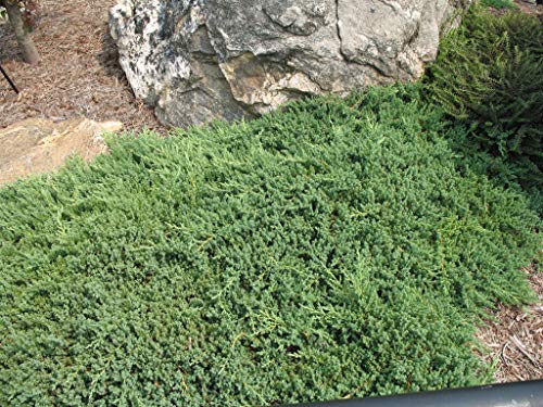 3 Live Gallon Size Dwarf Japanese Garden Juniper C817209