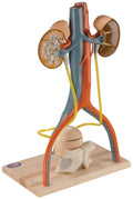 Anatomical Model, Urinary System Model E63396