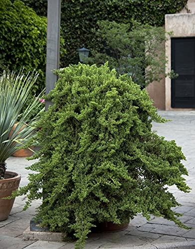 3 Live Gallon Size Dwarf Japanese Garden Juniper C817209