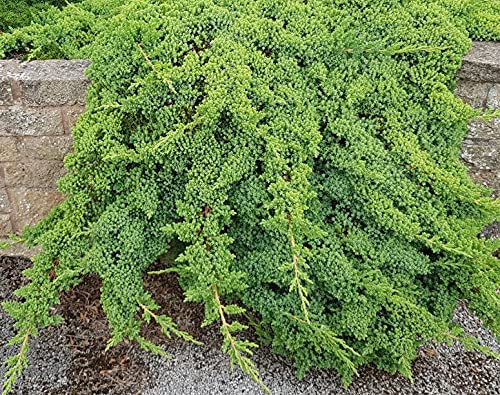 3 Live Gallon Size Dwarf Japanese Garden Juniper C817209