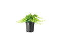 3 Live Gallon Size Dwarf Japanese Garden Juniper C817209