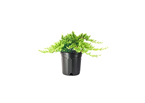 3 Live Gallon Size Dwarf Japanese Garden Juniper C817209