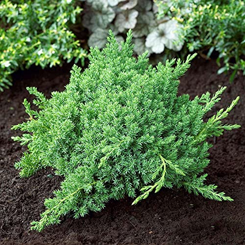 3 Live Gallon Size Dwarf Japanese Garden Juniper C817209