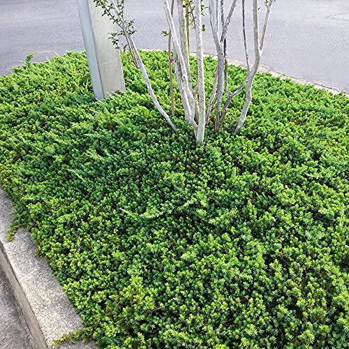 3 Live Gallon Size Dwarf Japanese Garden Juniper C817209