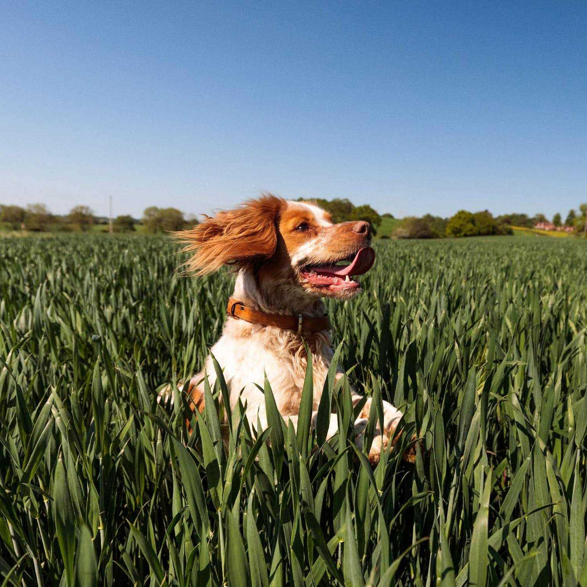 Adult Dry Dog Food with Chicken Z424